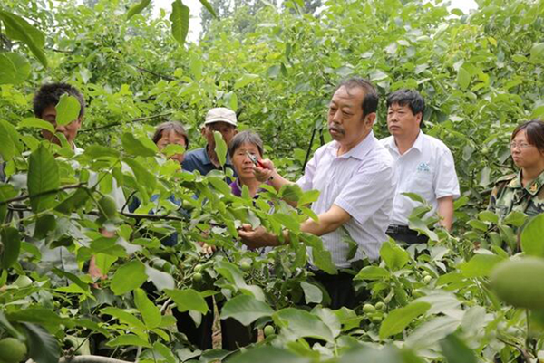 圖為李保國(guó)在田間為農(nóng)戶講解核桃栽培實(shí)用技術(shù)。